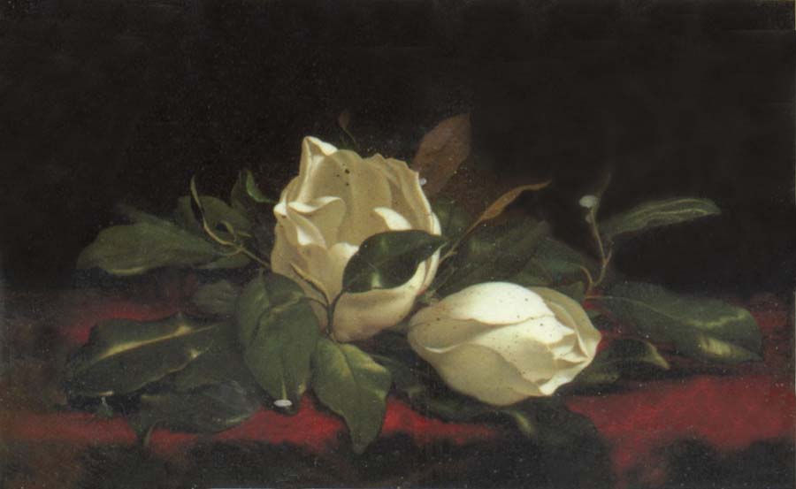 Martin Johnson Heade Magnolia Buds